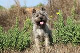 CAIRN TERRIER 048